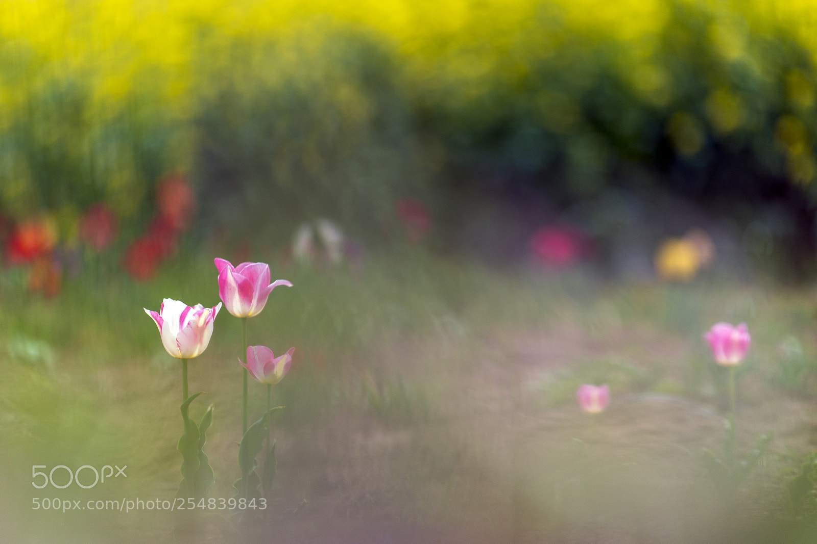 Sony a7R III sample photo. Colorful spring photography