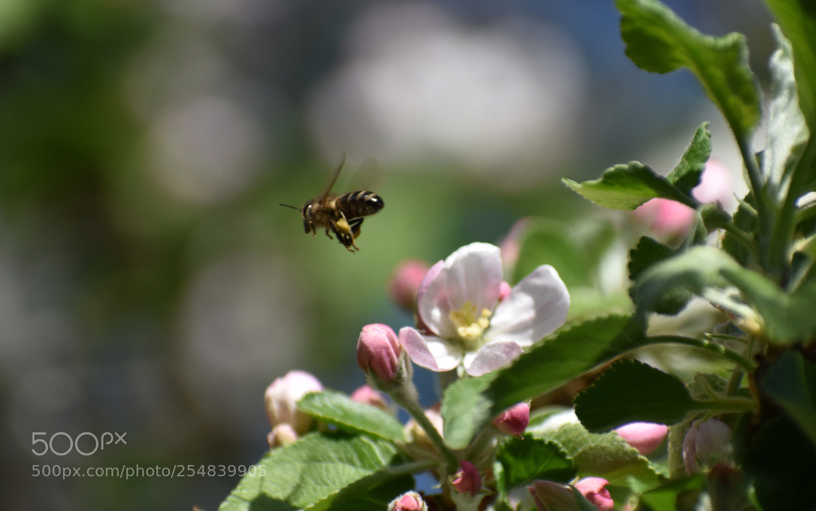 Nikon D3400 sample photo. Untitled photography