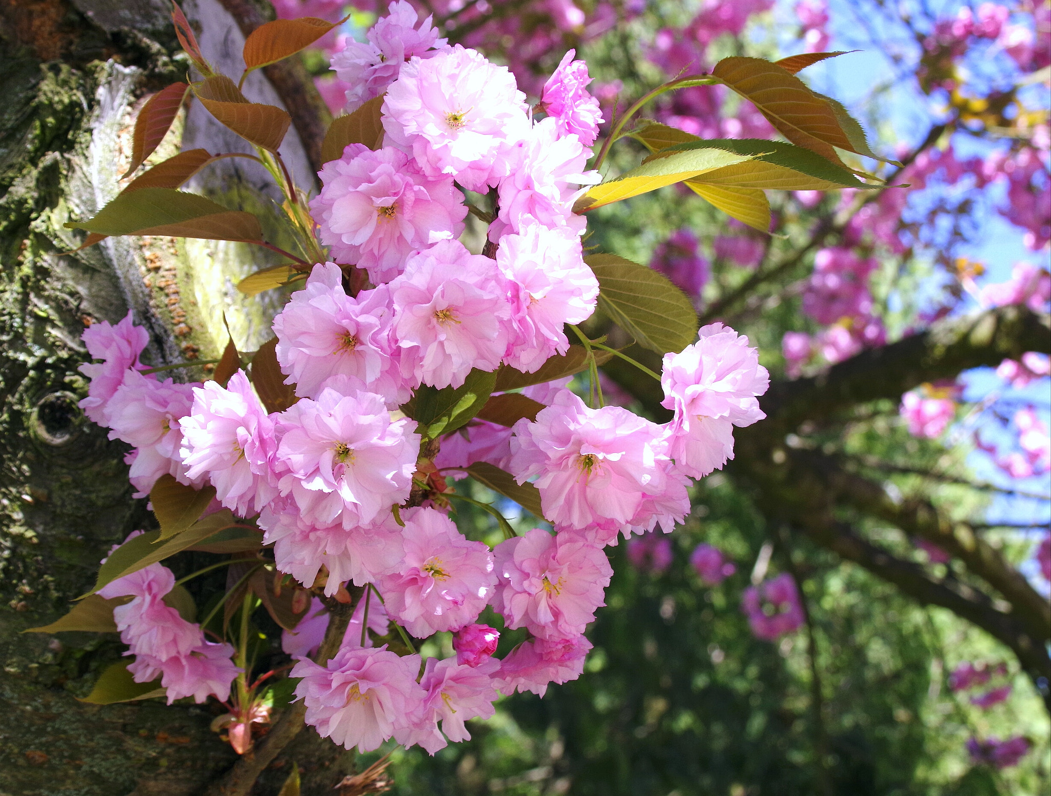 Pentax K-70 sample photo. Beautiful spring photography
