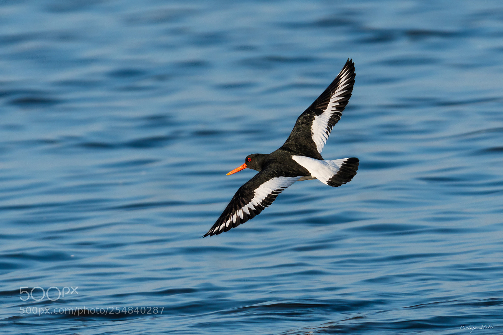 Nikon D500 sample photo. Oystercatcher photography