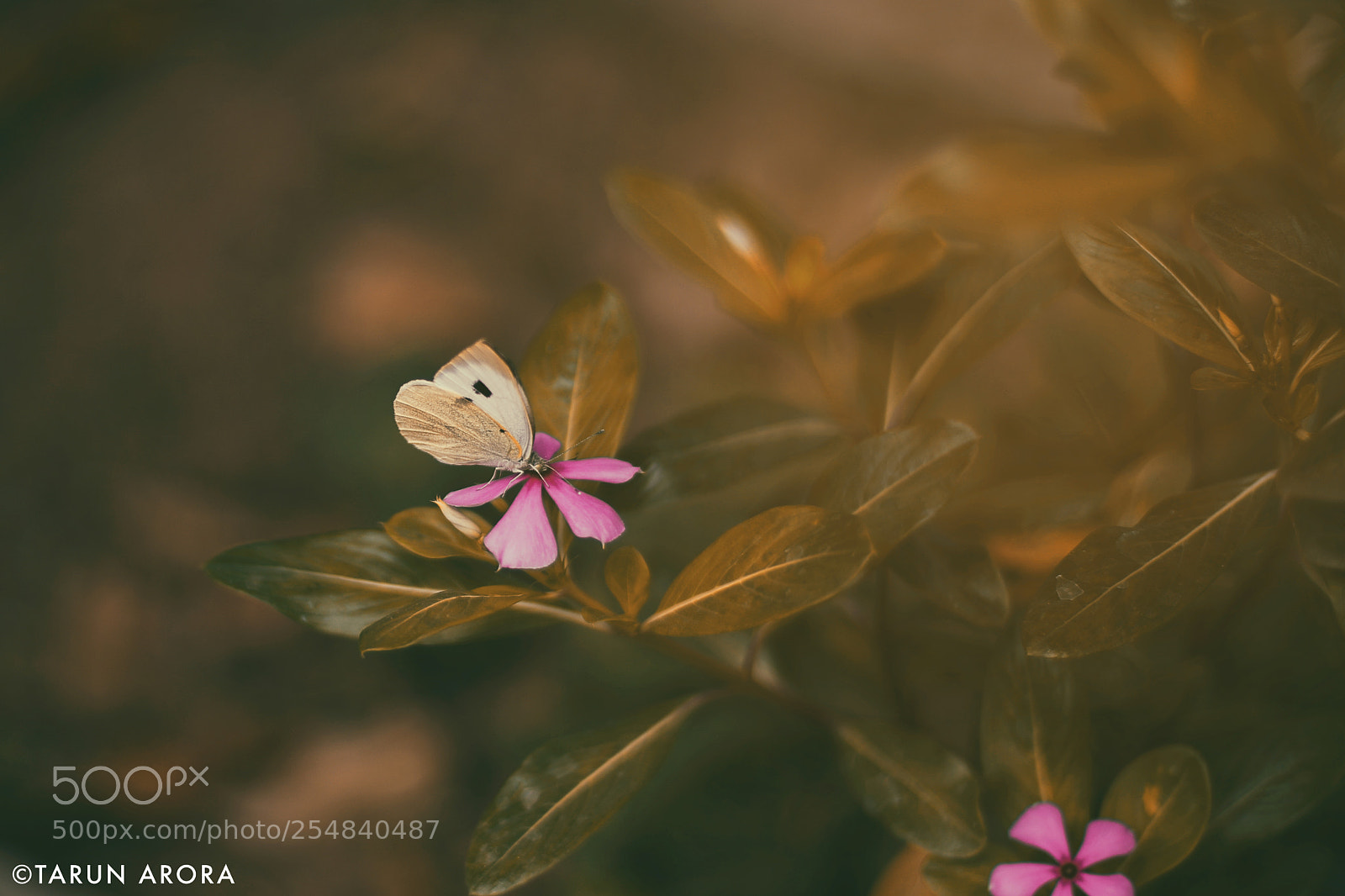 Canon EOS 5D Mark IV sample photo. Butterfly photography