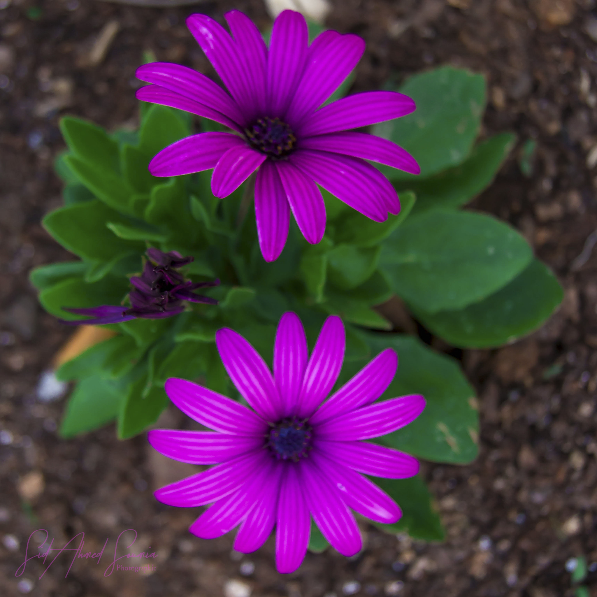 Sony Alpha DSLR-A450 sample photo. Flowers photography