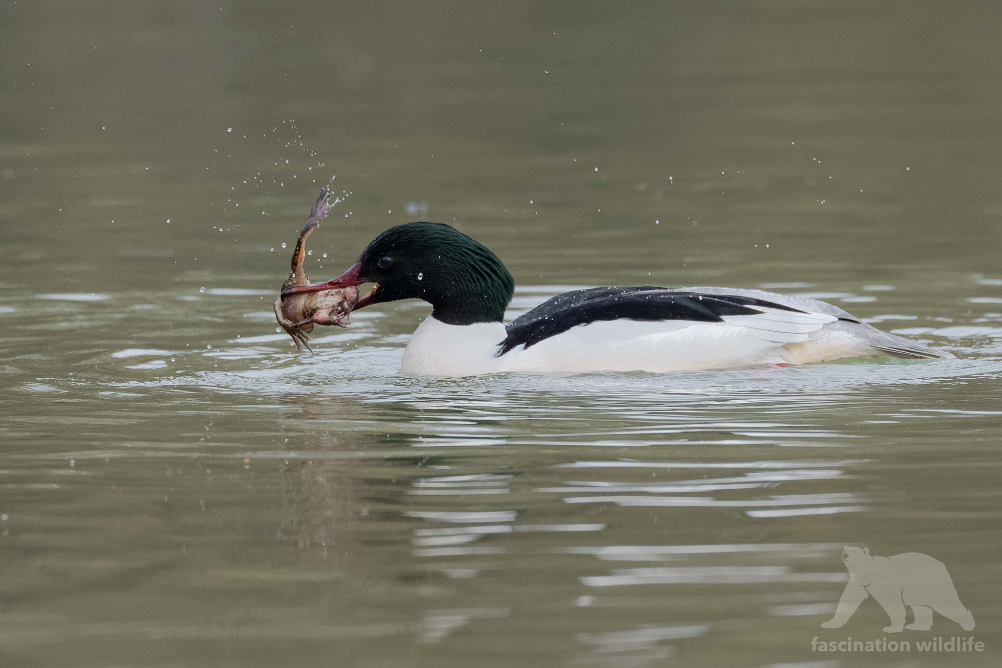 Nikon D850 sample photo. Merganser photography