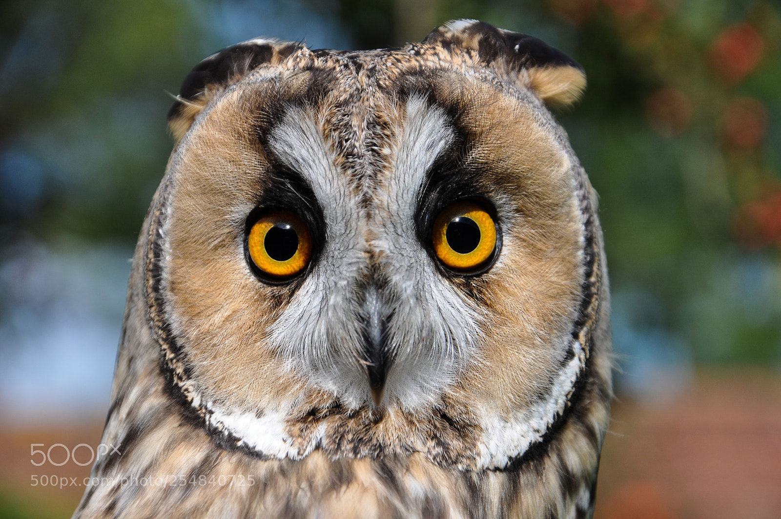 Nikon D90 sample photo. Startled owl photography