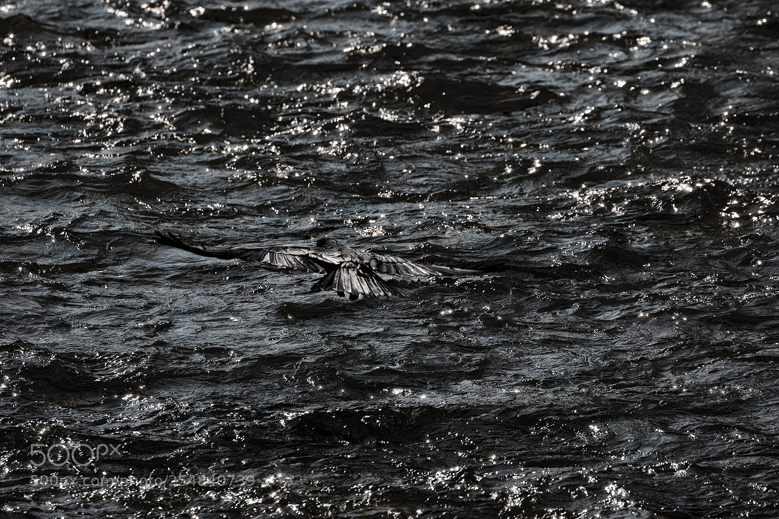 Canon EOS 7D Mark II sample photo. Crow photography