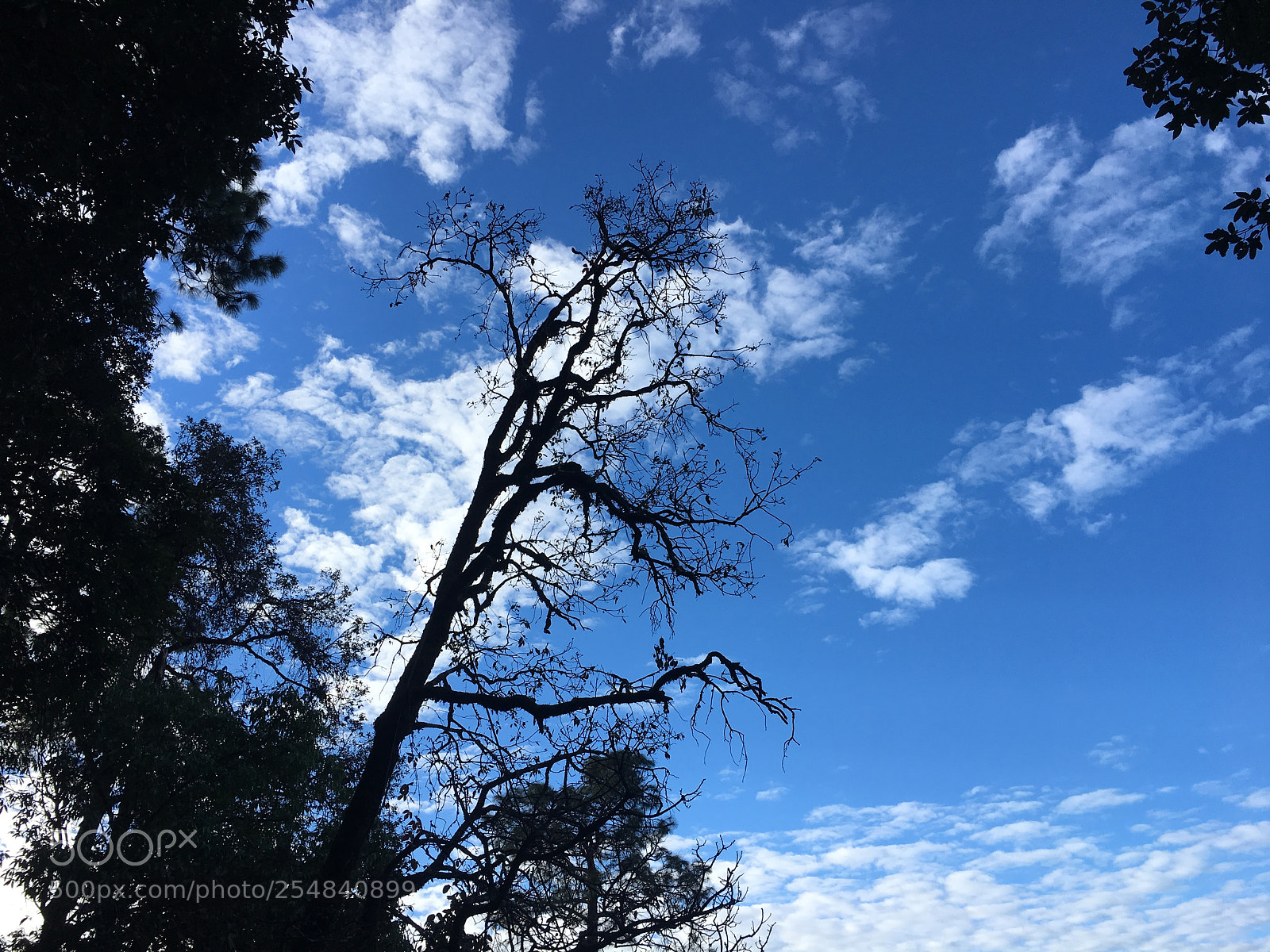 Apple iPhone 6s sample photo. Img photography