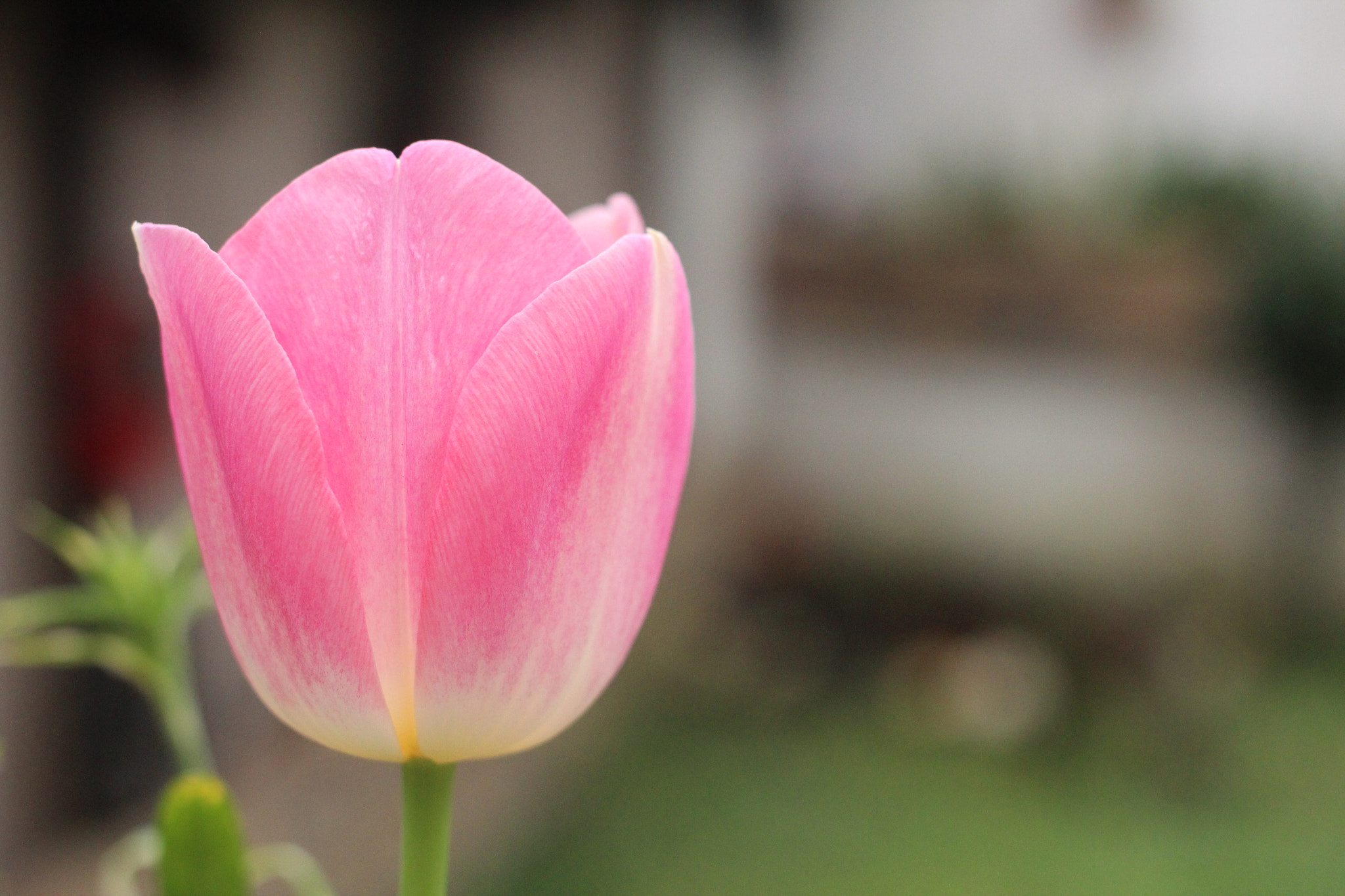 Canon EOS 600D (Rebel EOS T3i / EOS Kiss X5) + Canon EF 40mm F2.8 STM sample photo. Img photography