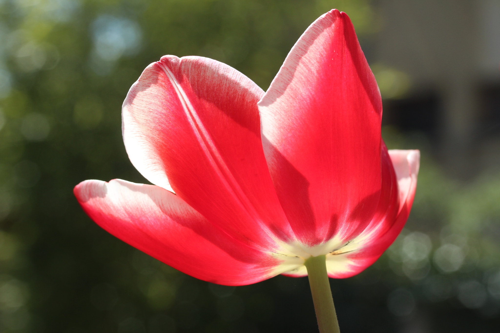 Canon EF-S 60mm F2.8 Macro USM sample photo. Img photography