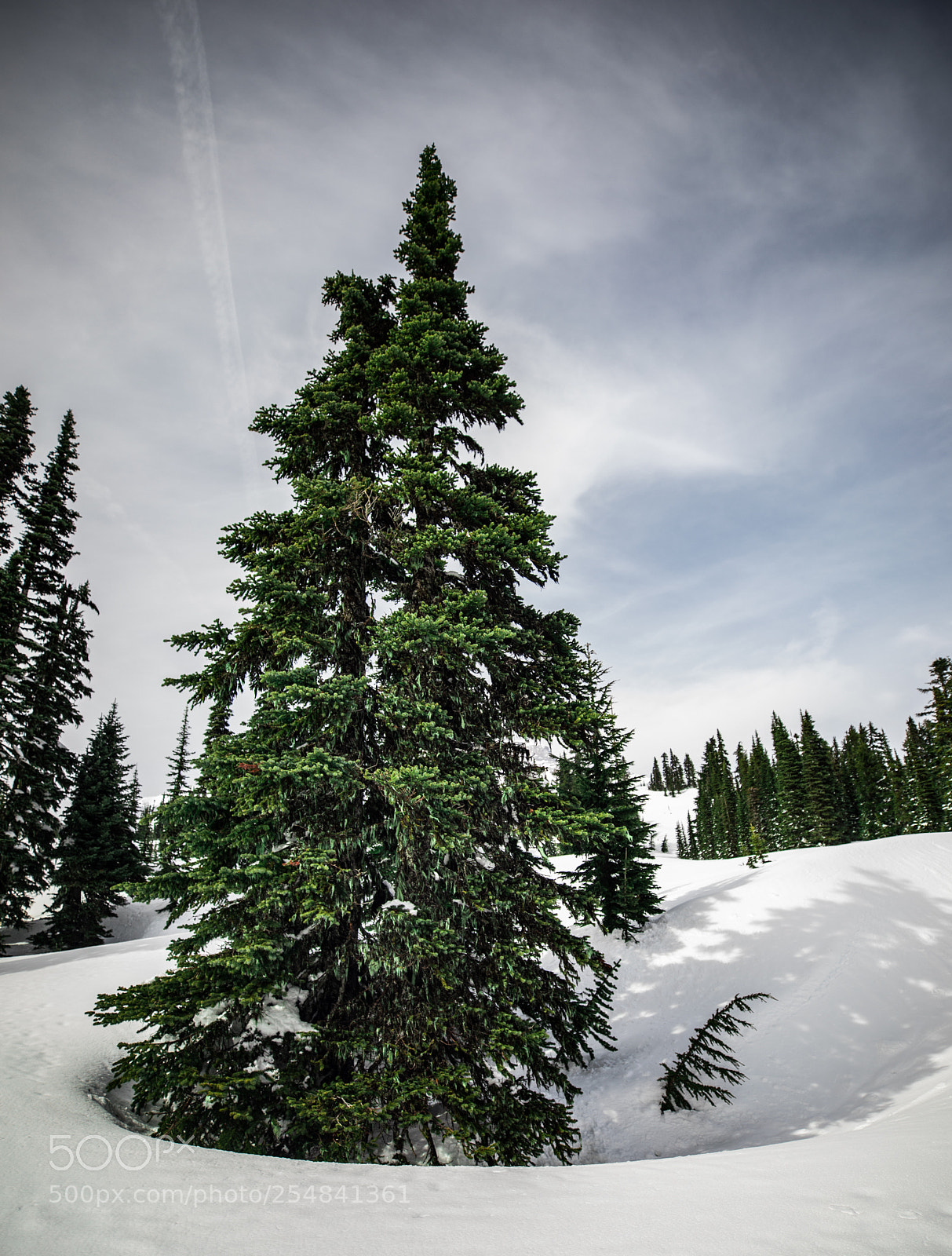 Canon EOS 5D Mark IV sample photo. Mt rainier natl park photography
