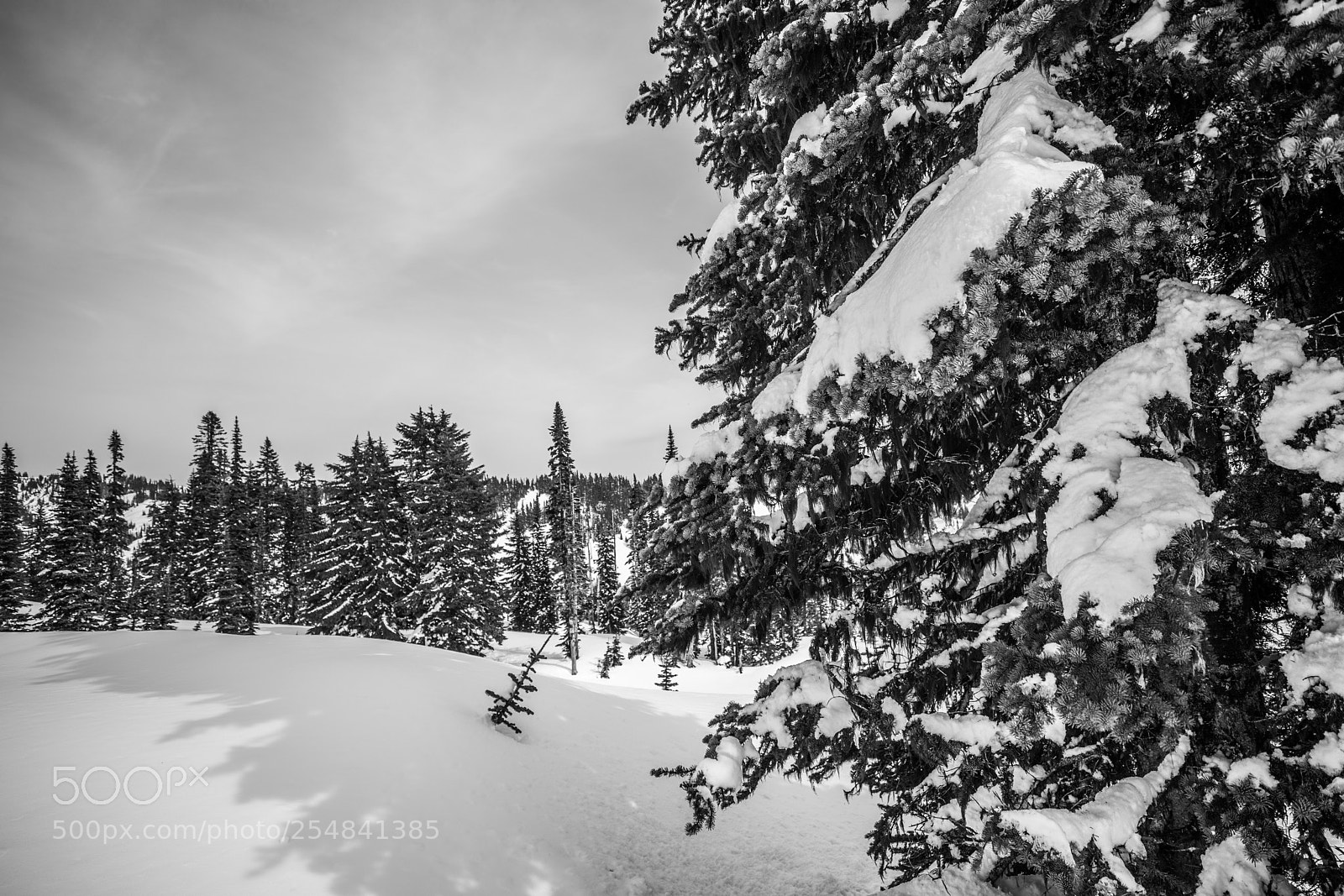 Canon EOS 5D Mark IV sample photo. Mt rainier natl park photography