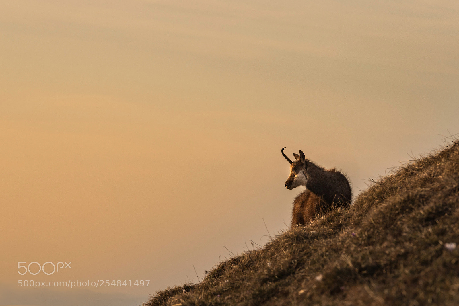 Canon EOS 6D Mark II sample photo. Chamois, chartreuse photography