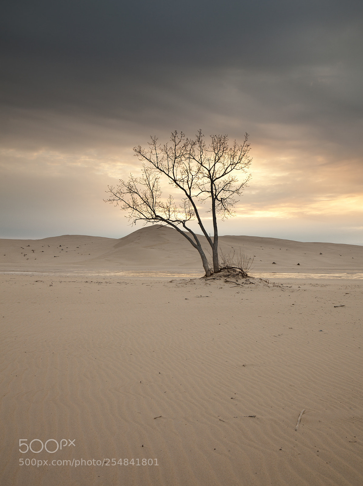 Canon EOS 5D Mark II sample photo. Lone tree in the photography