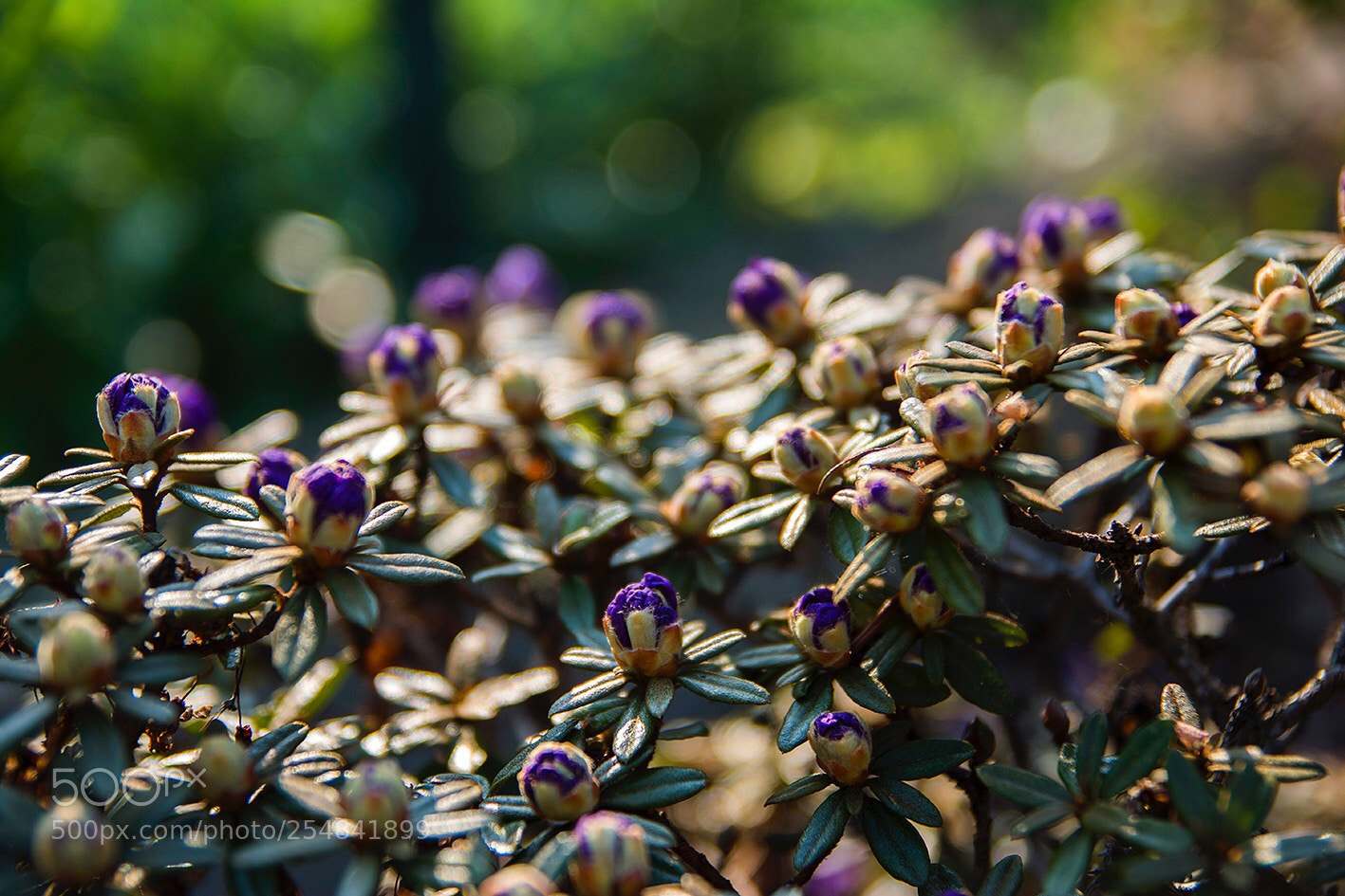 Nikon D7100 sample photo. In bloom photography