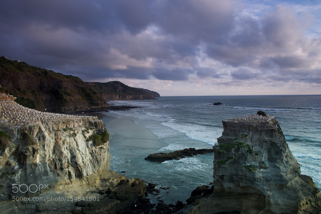 Nikon D600 sample photo. Muriwai beach photography