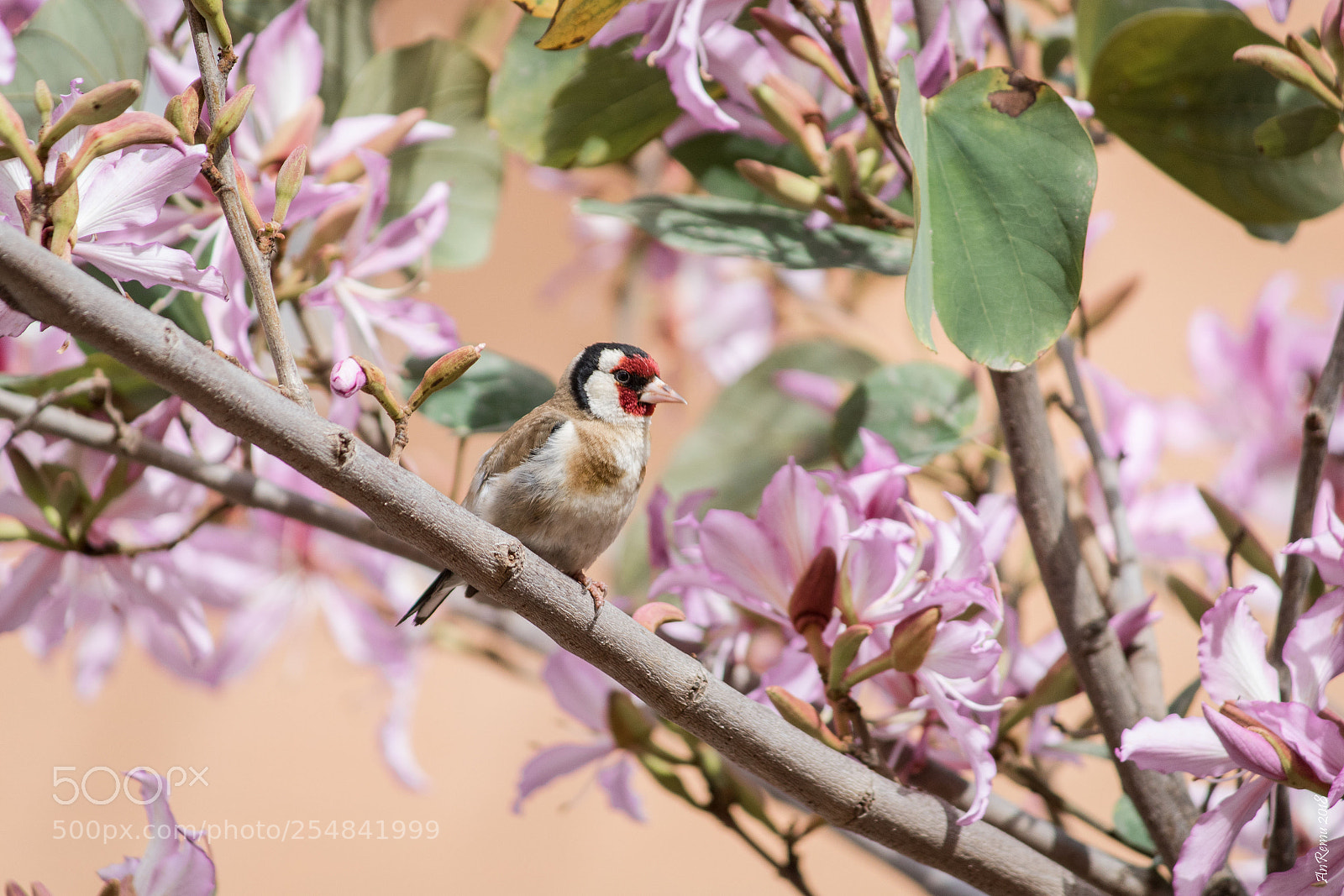 Canon EOS 750D (EOS Rebel T6i / EOS Kiss X8i) sample photo. Goldfinch in relax time photography