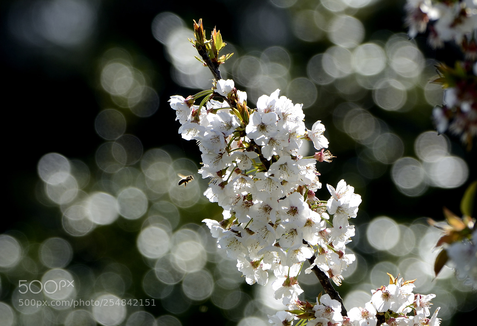 Nikon D7000 sample photo. Cerezo en flor. photography