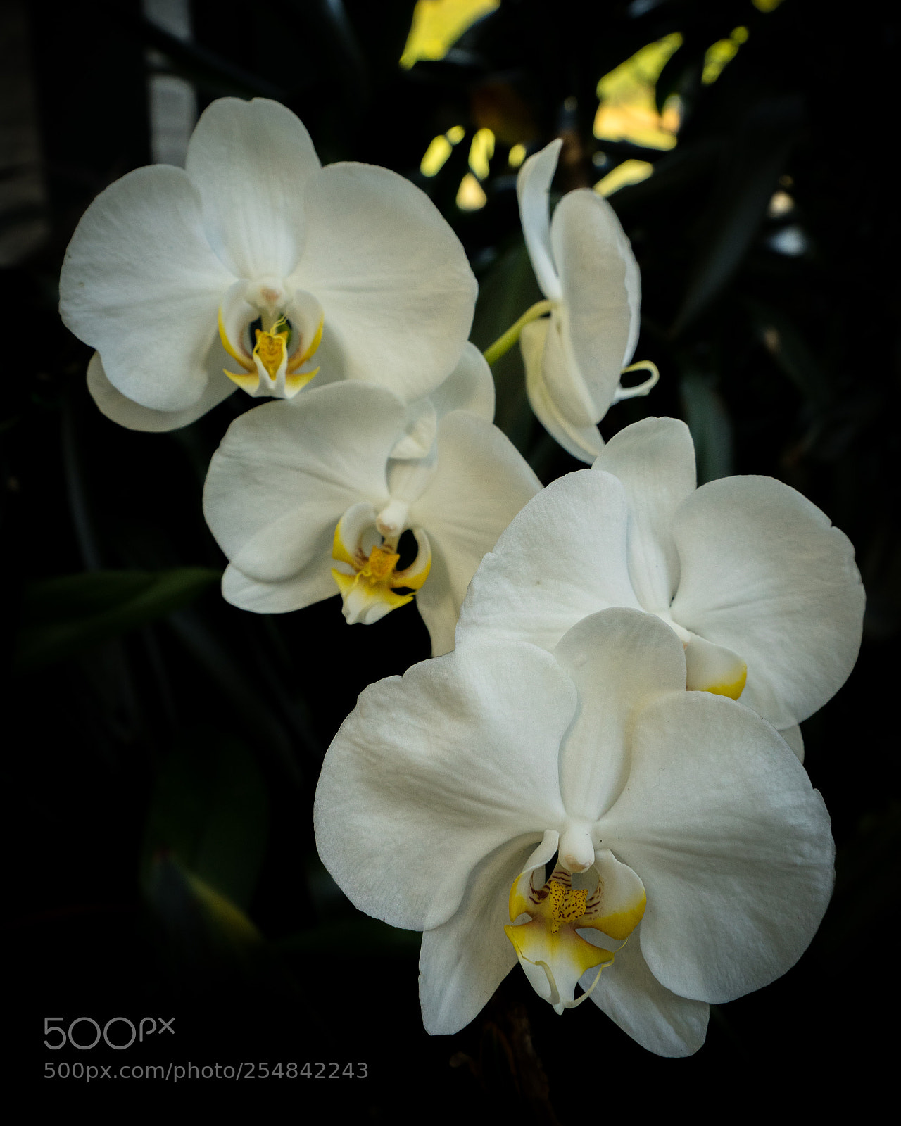 Sony a7 II sample photo. Orchids photography