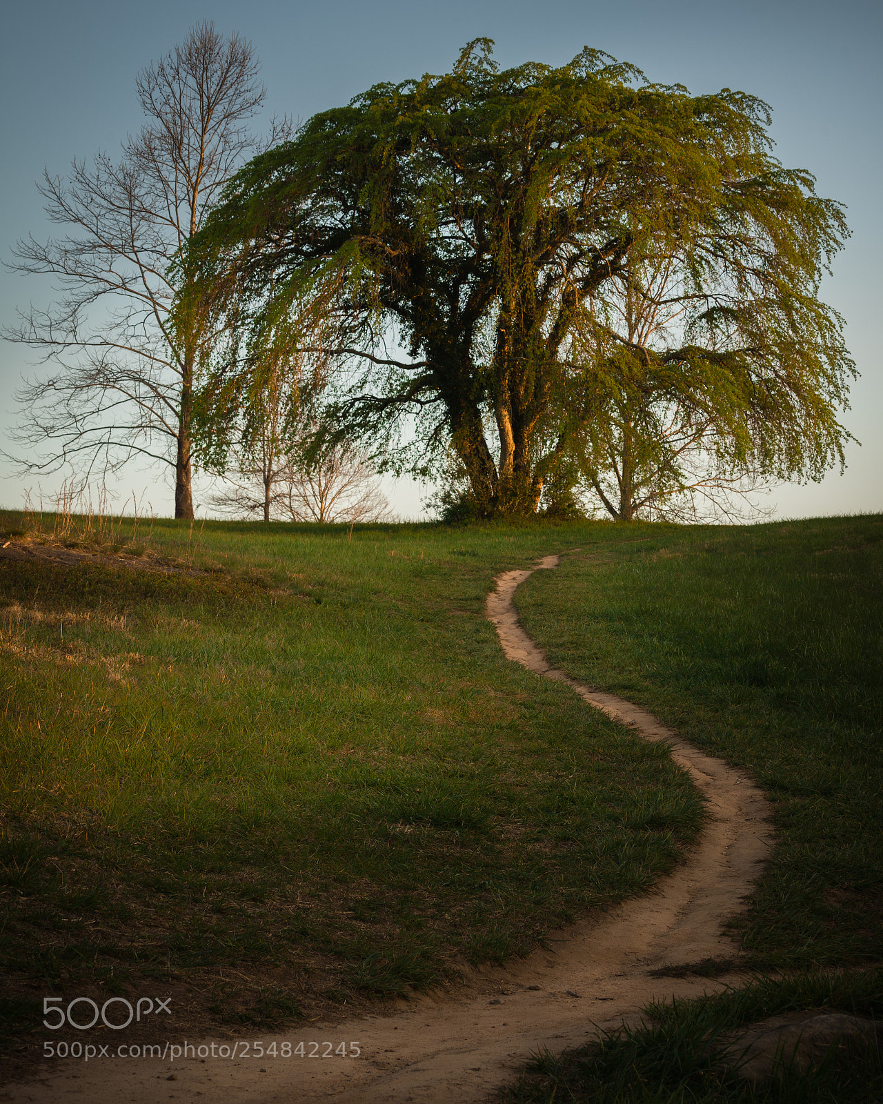 Sony a7 II sample photo. Two tree hill photography