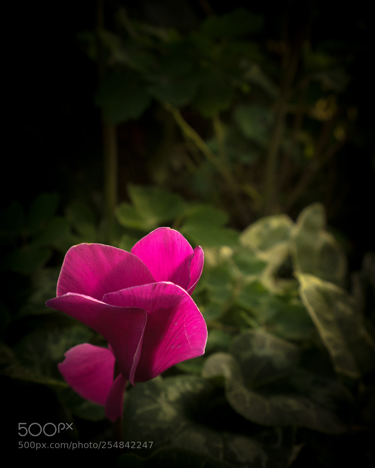 Sony a7 II sample photo. Pink flower photography