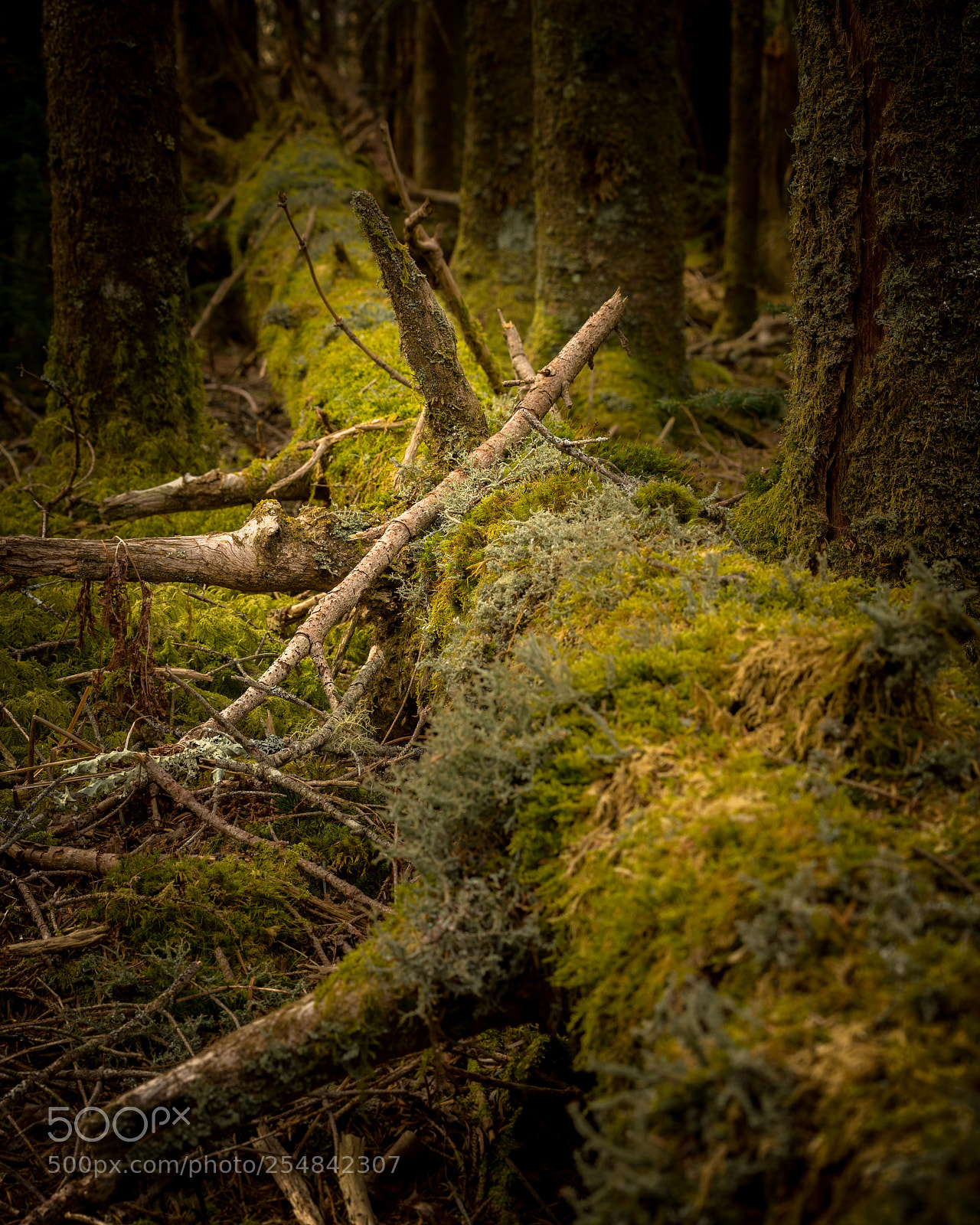 Sony a7 II sample photo. Living on the fallen photography