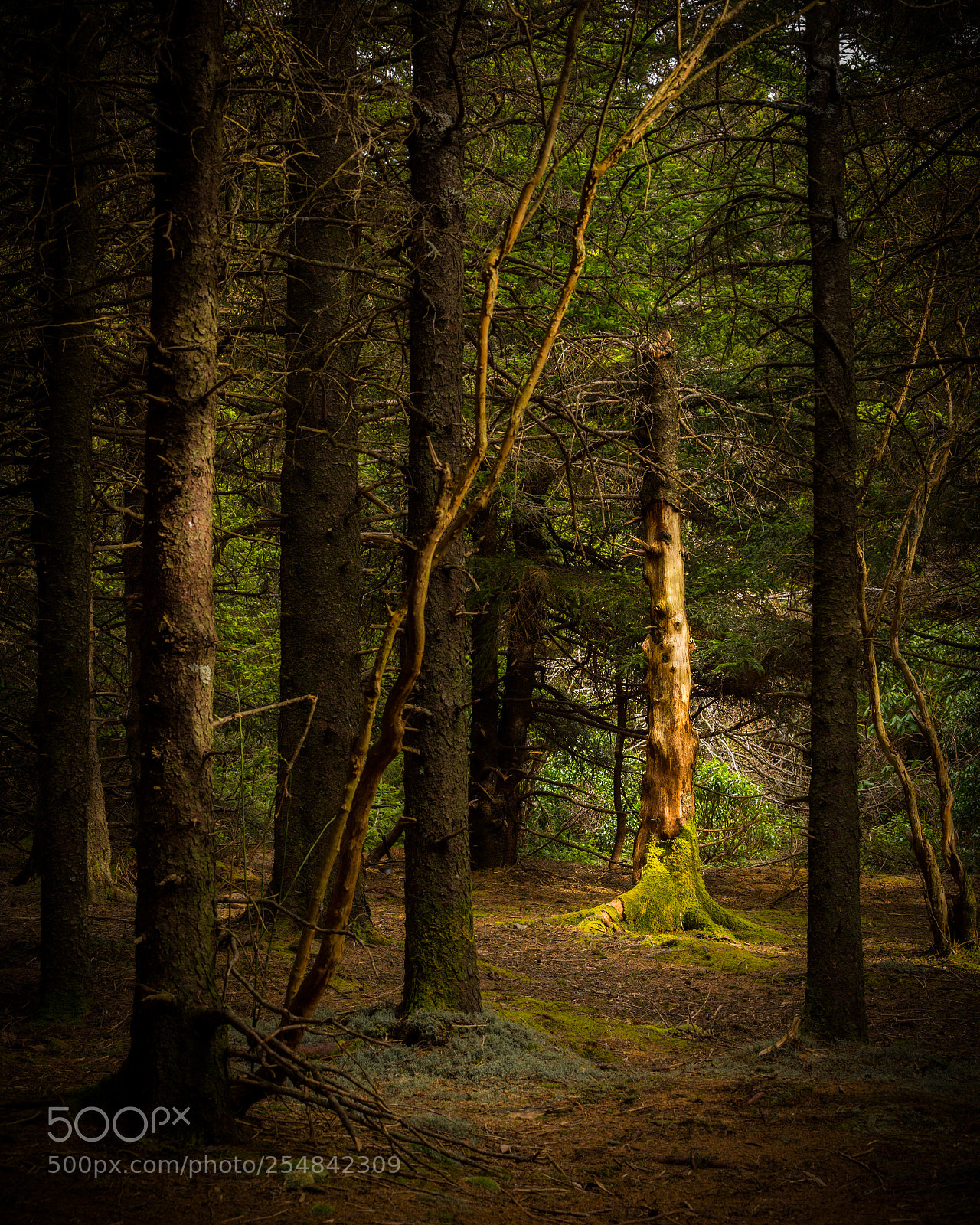 Sony a7 II sample photo. Living on the dead photography