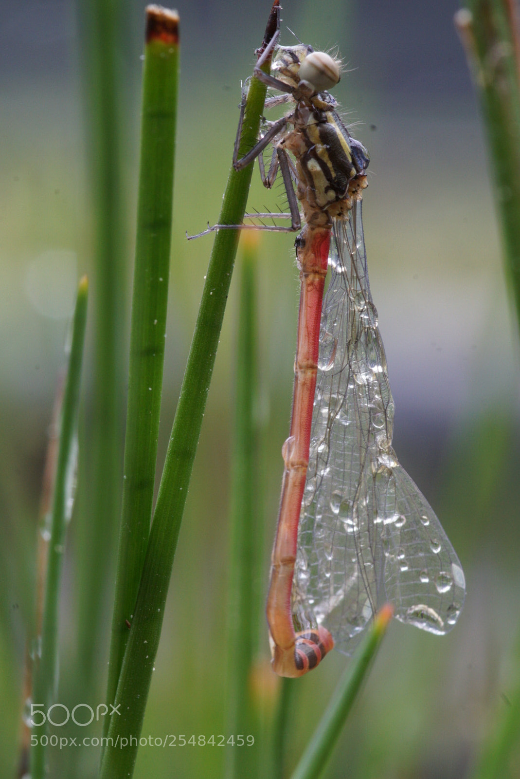 Sony a6000 sample photo. Verregneter schlupf photography