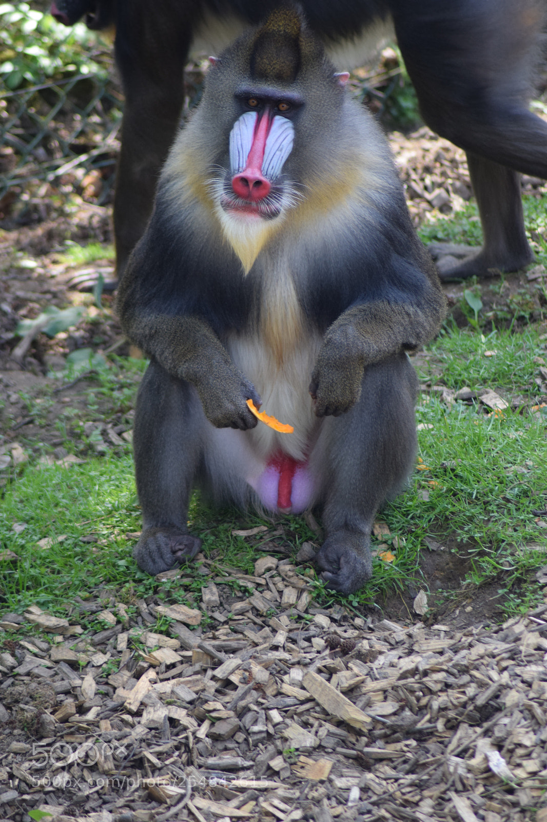 Nikon D3300 sample photo. Mandrill breakfast photography