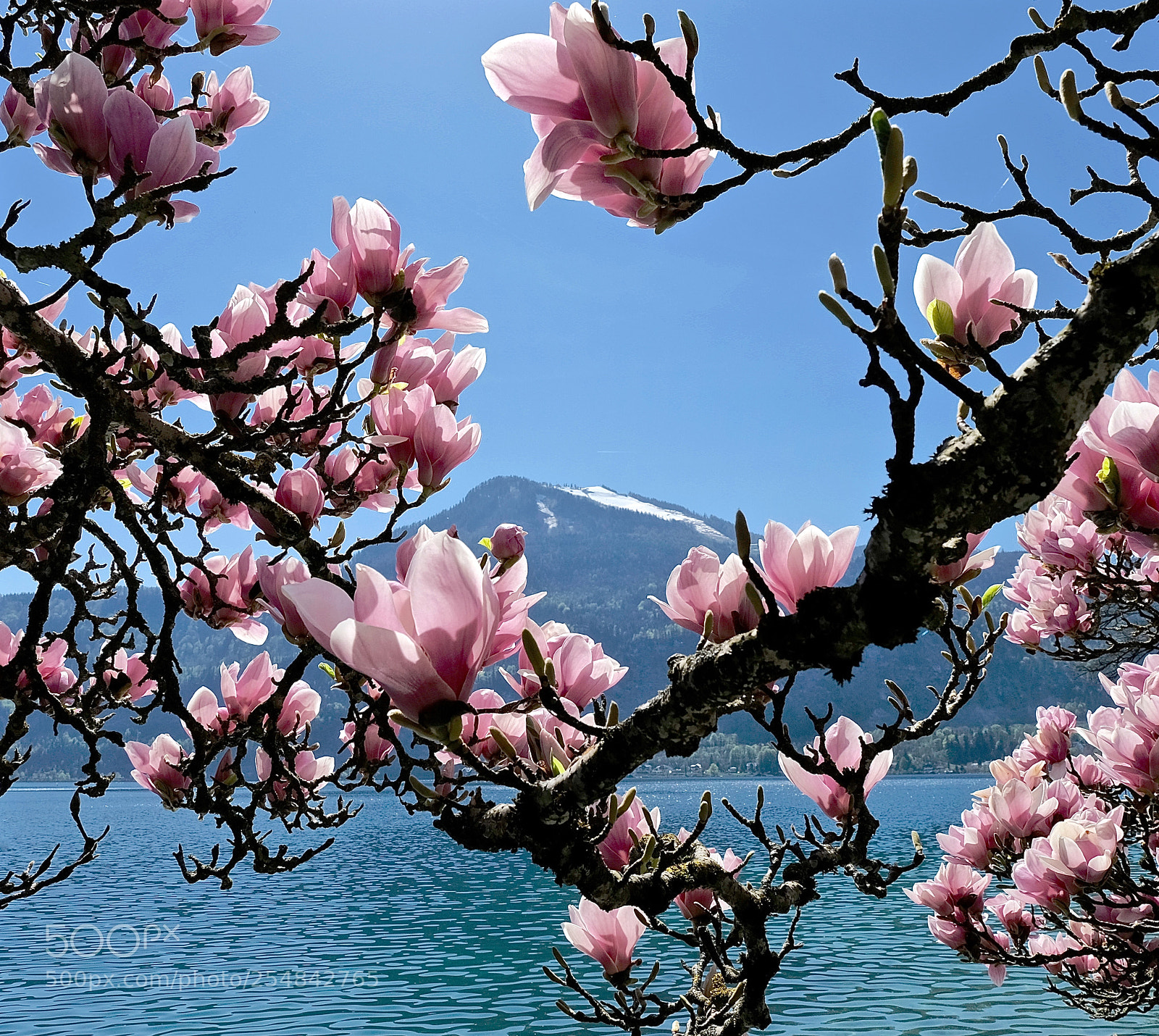 Fujifilm X-T1 sample photo. Spring photography