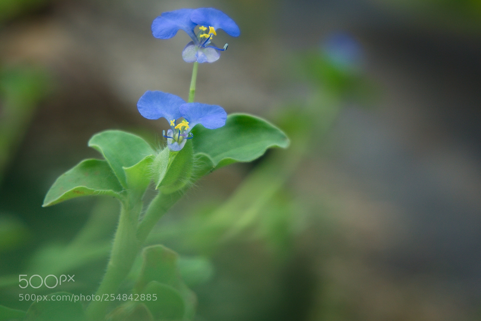 Sony a6000 sample photo. Dsc photography
