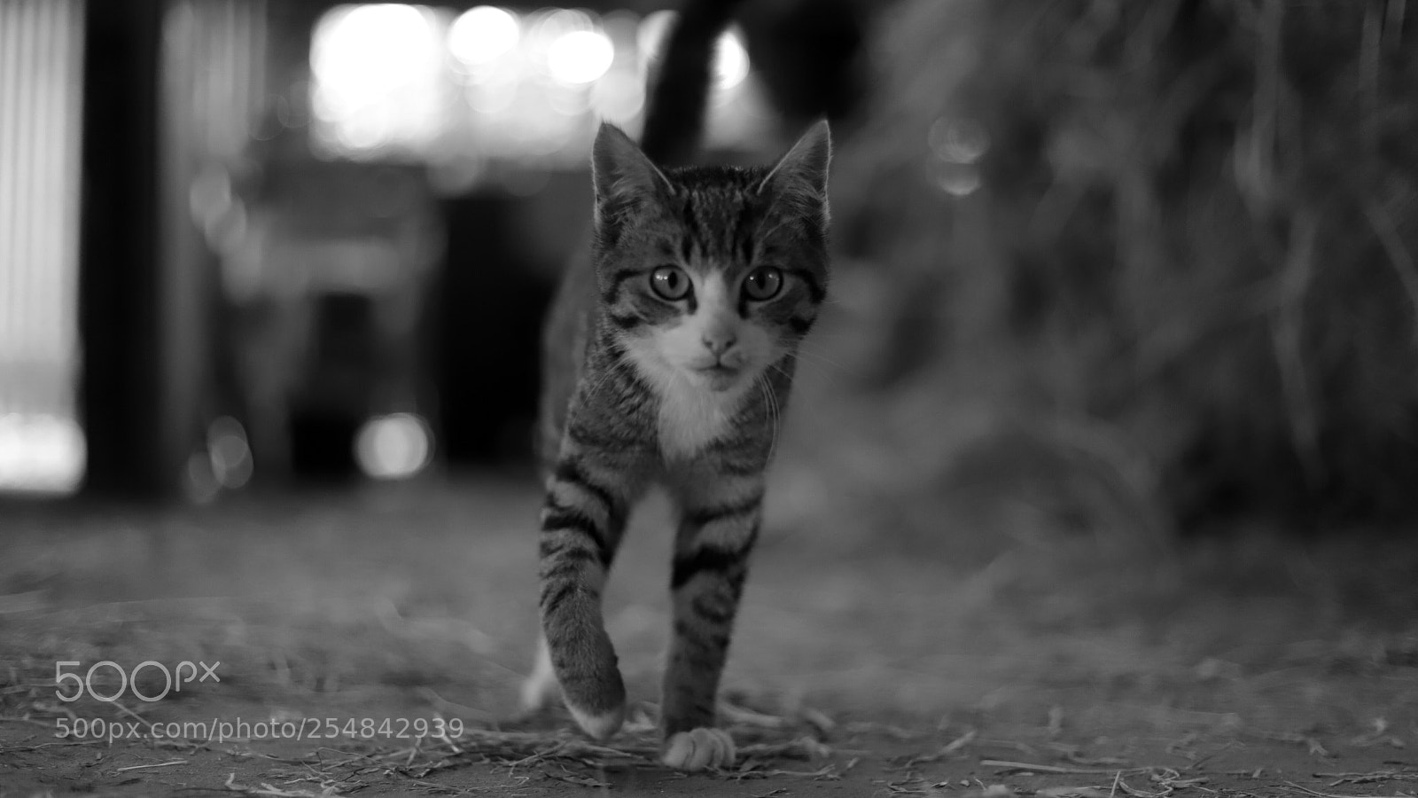 Canon EOS 6D Mark II sample photo. Img photography