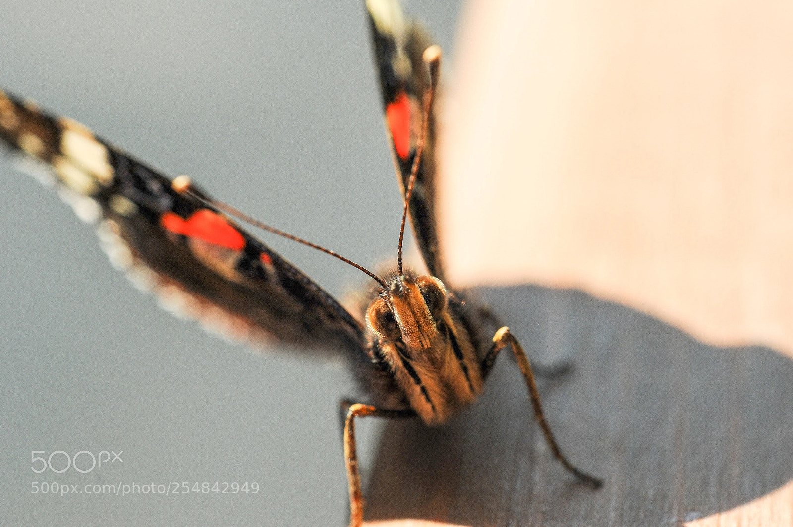 Nikon D300S sample photo. Butterfly photography