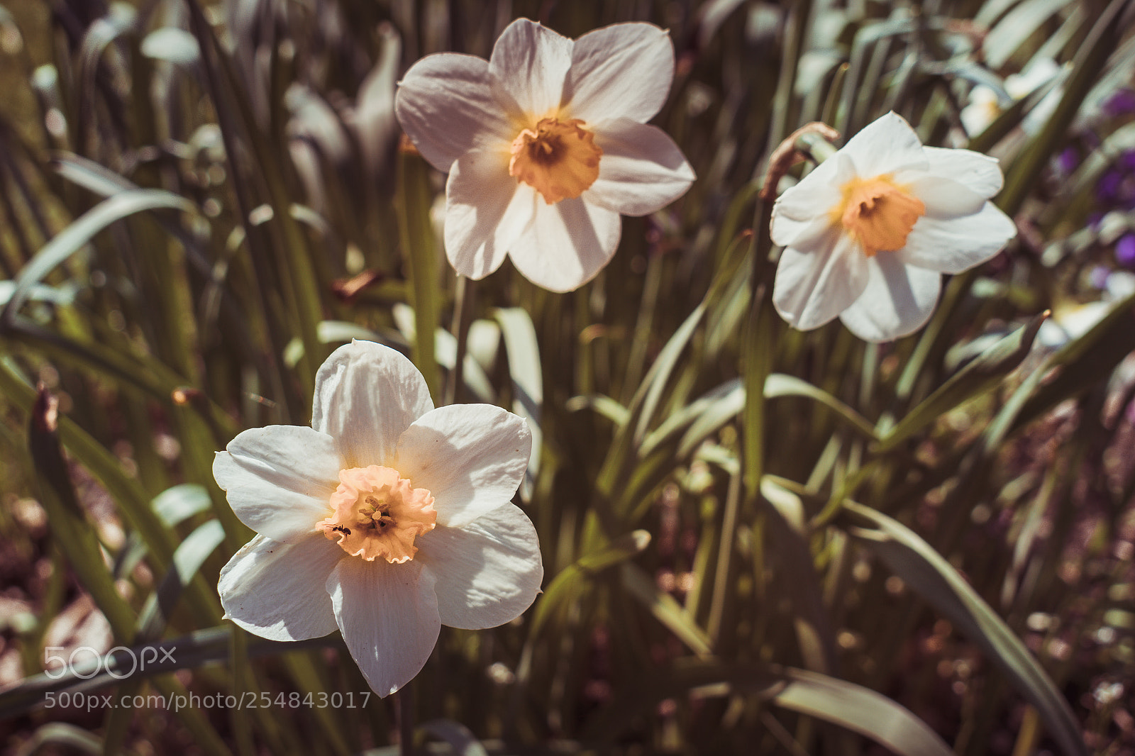 Nikon D3400 sample photo. Flowers photography