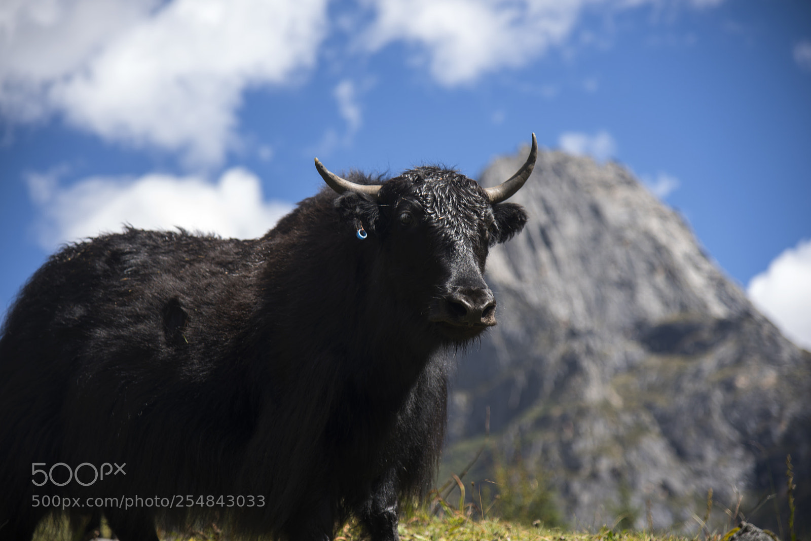 Nikon D810 sample photo. The yak photography