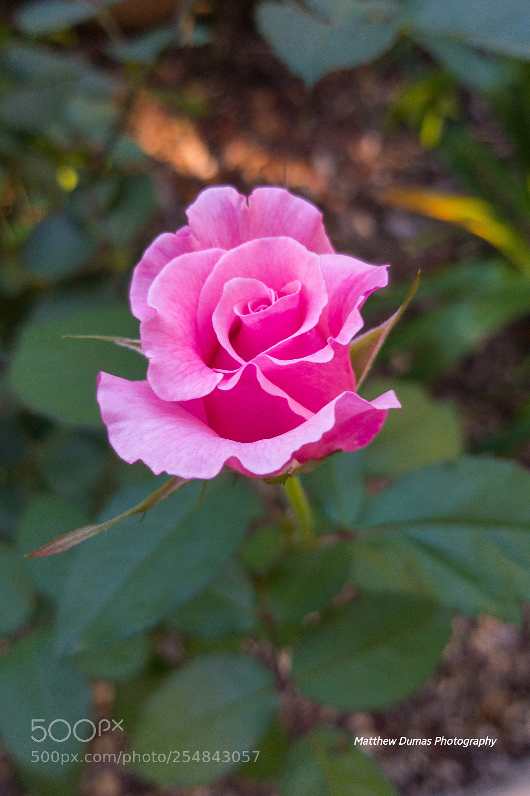 Samsung Galaxy S8+ sample photo. Untitled photography