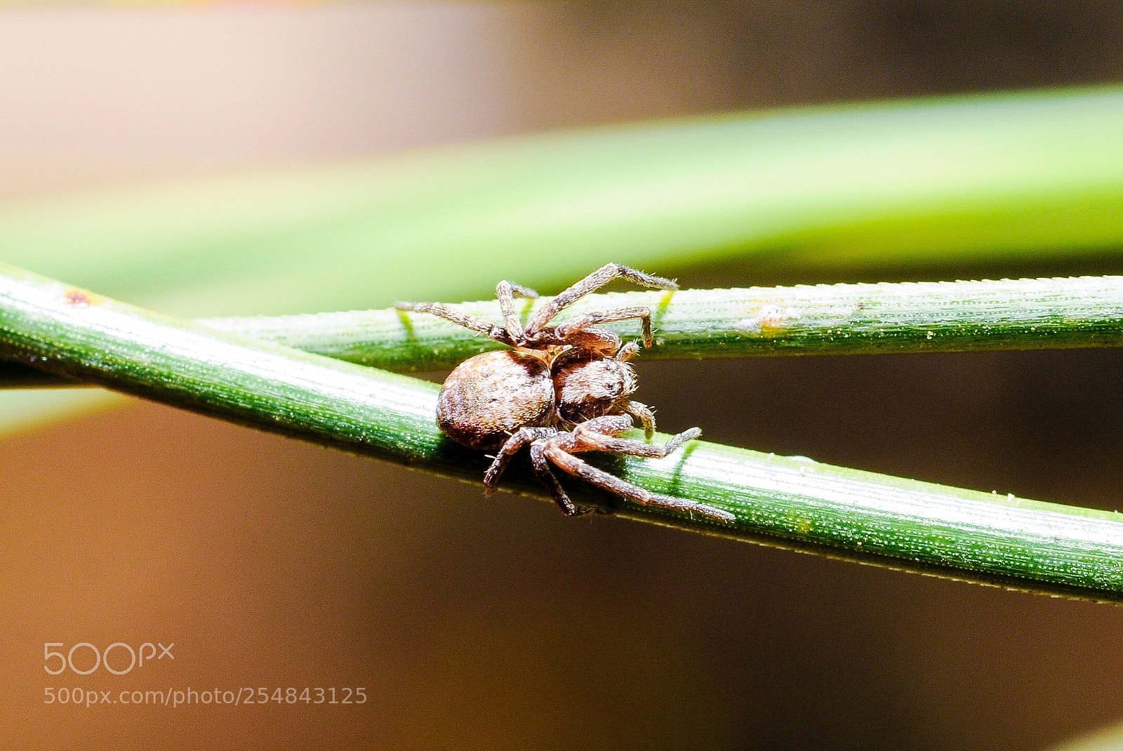 Nikon D300S sample photo. Spider photography