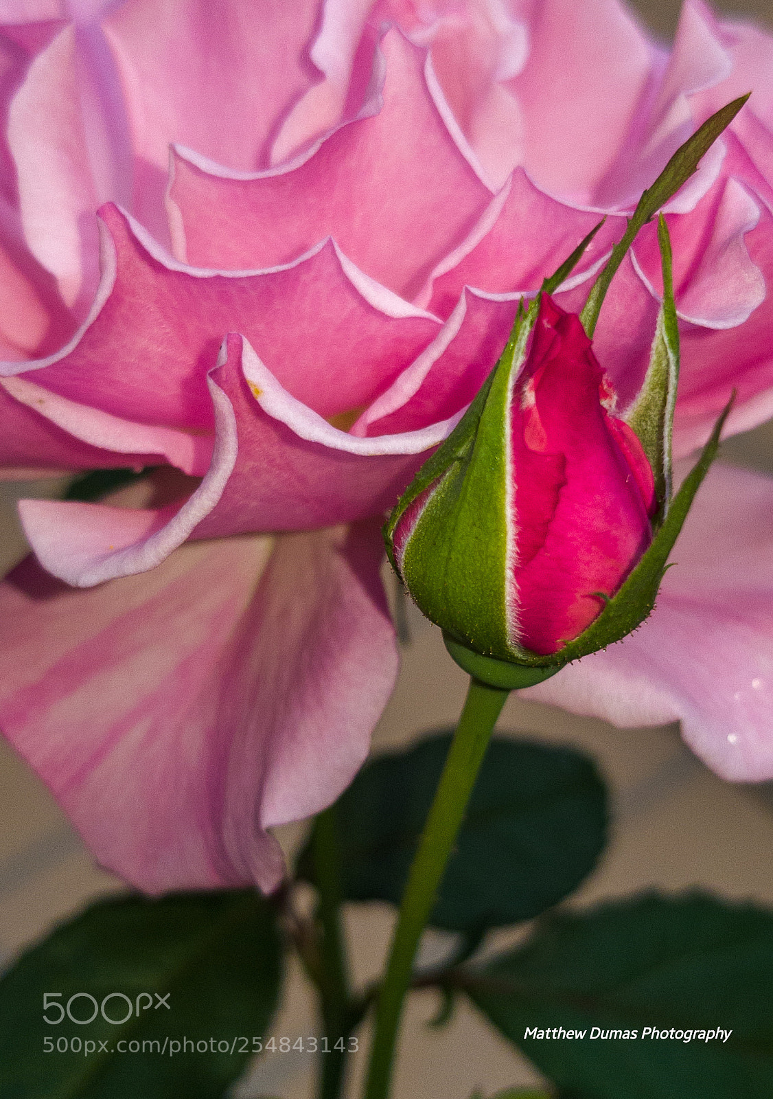 Samsung Galaxy S8+ sample photo. Untitled photography
