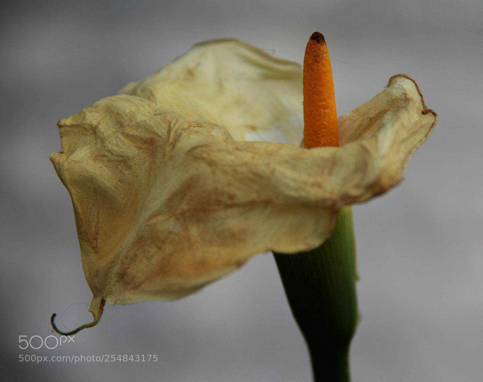 Nikon D610 sample photo. Withering beauty photography