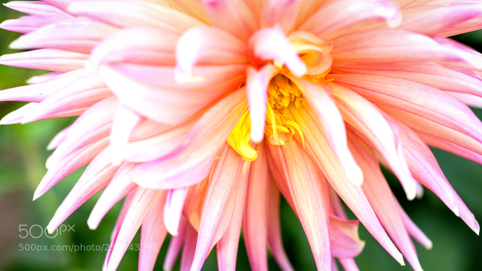 Nikon D810 sample photo. Pink dahlia macro photography