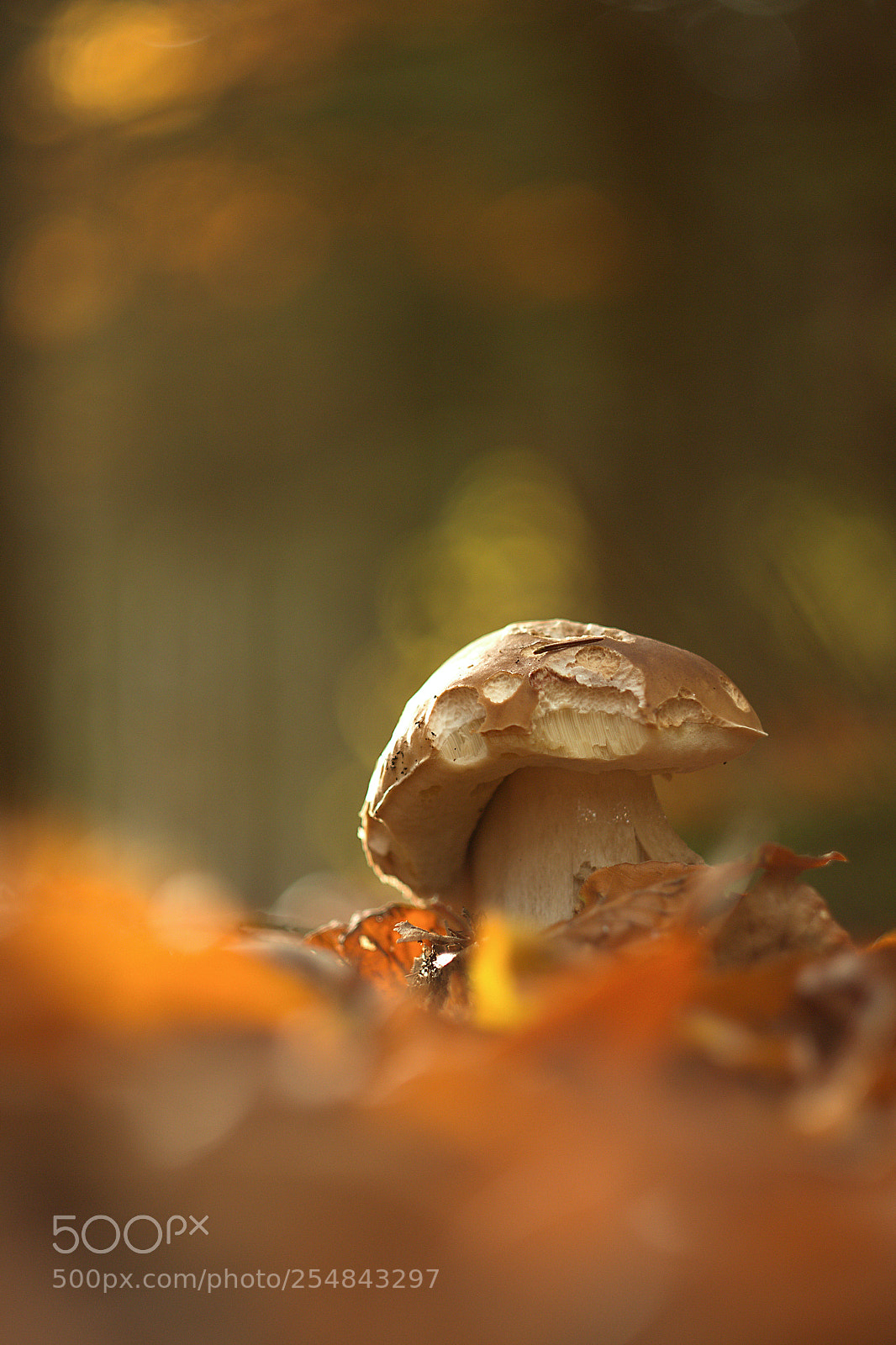 Canon EOS 70D sample photo. ... photography