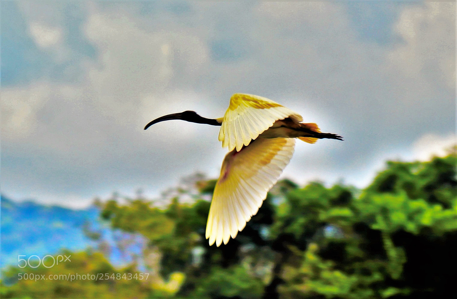 Canon EOS 800D (EOS Rebel T7i / EOS Kiss X9i) sample photo. Flying egret photography