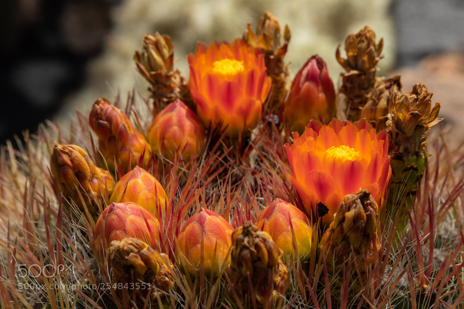 Canon EOS 80D sample photo. Cactus blossom photography