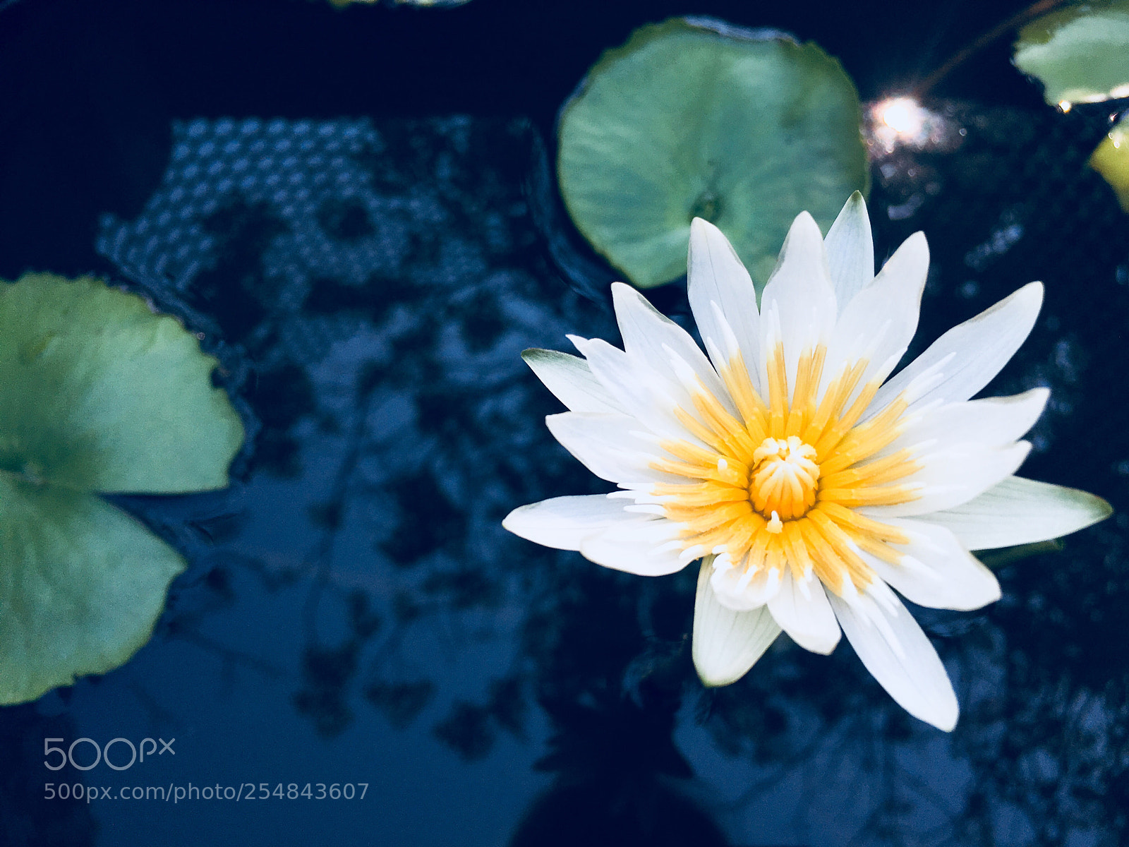 Apple iPhone SE sample photo. White lotus photography