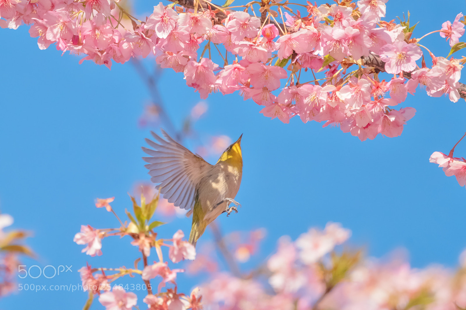Sony a99 II sample photo. Flying shot! photography