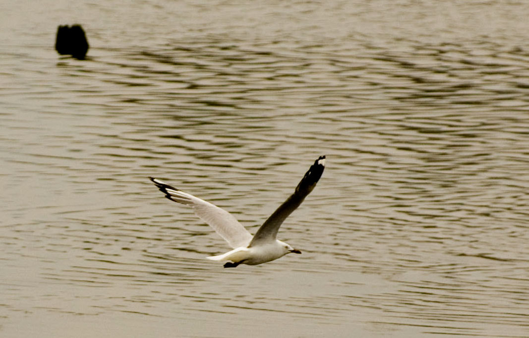 Pentax K100D sample photo. Swampbridge photography