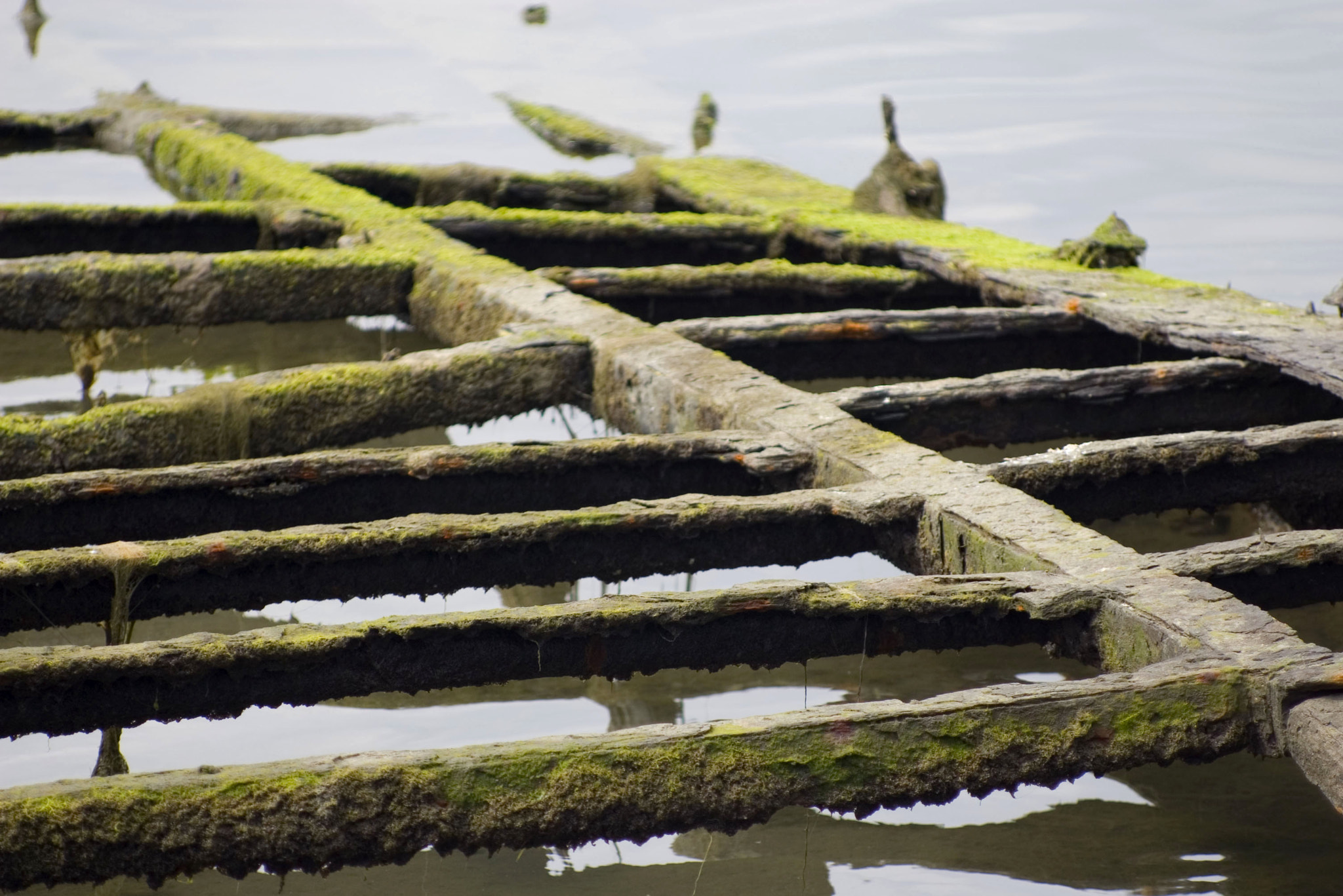 Pentax K100D sample photo. Swampbridge photography