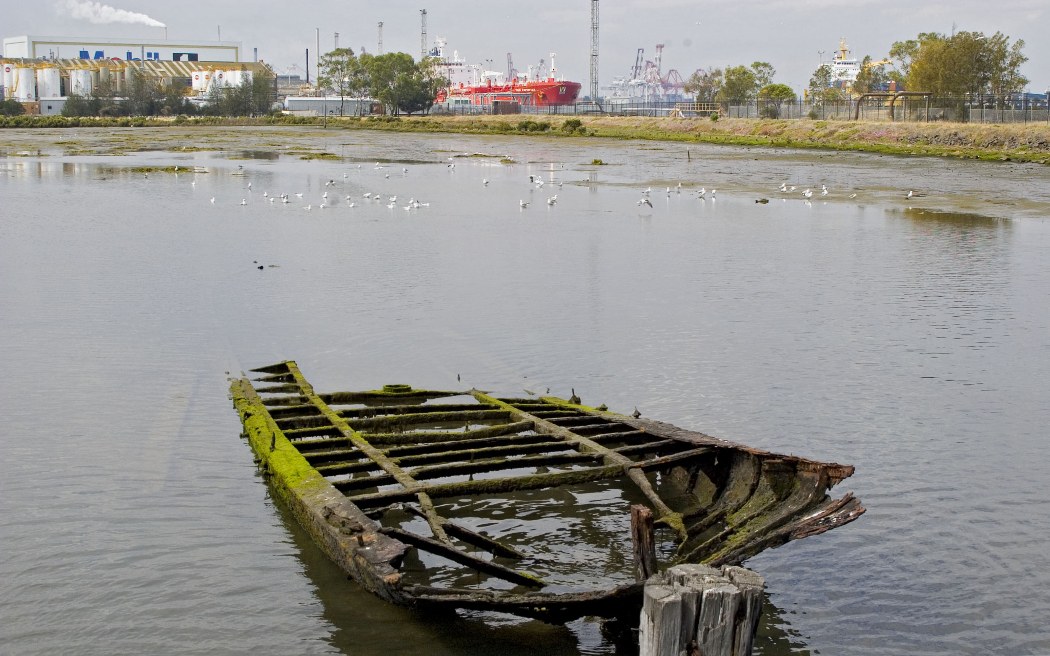 Pentax K100D sample photo. Swampbridge photography