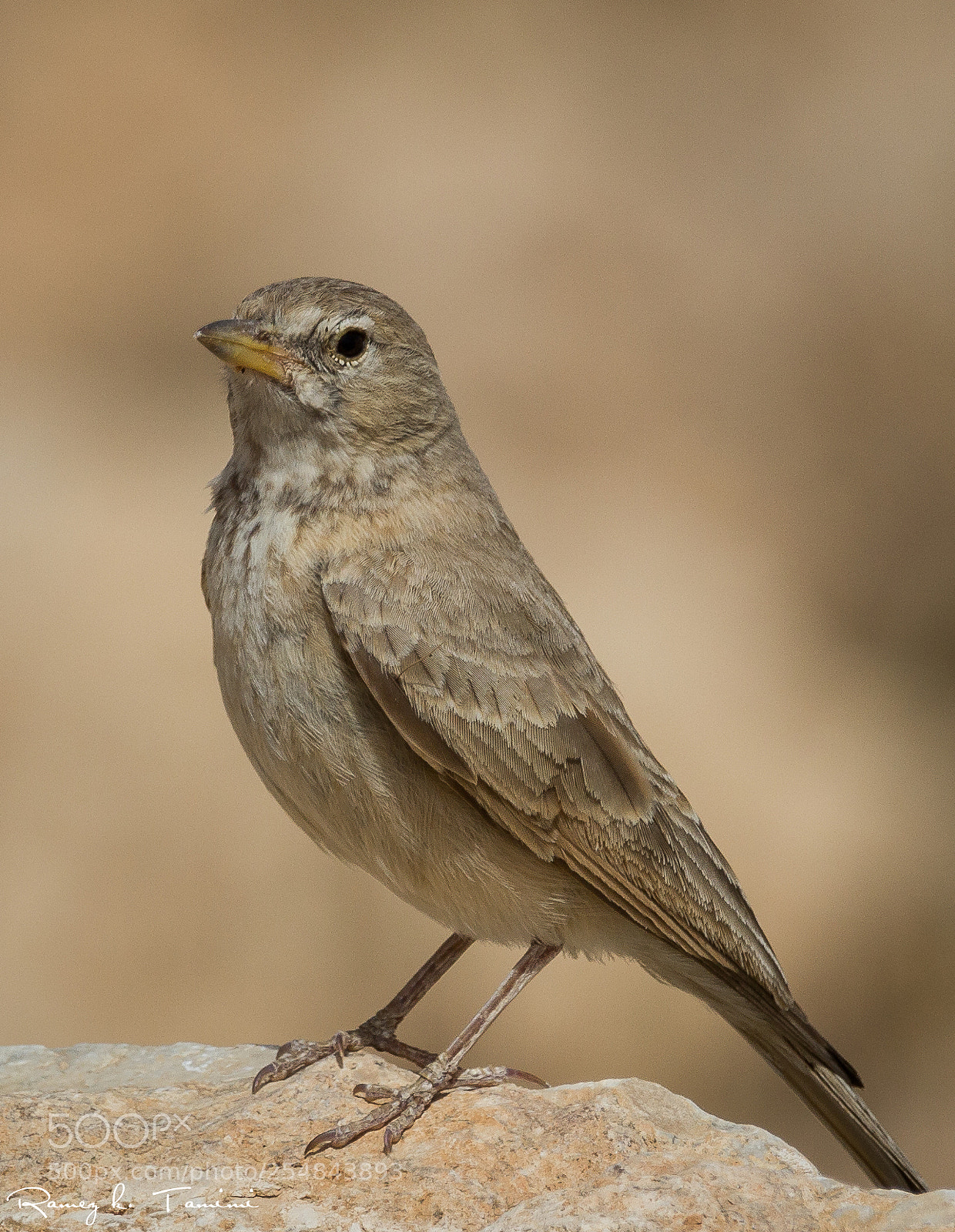 Canon EOS 600D (Rebel EOS T3i / EOS Kiss X5) sample photo. Desert lark photography