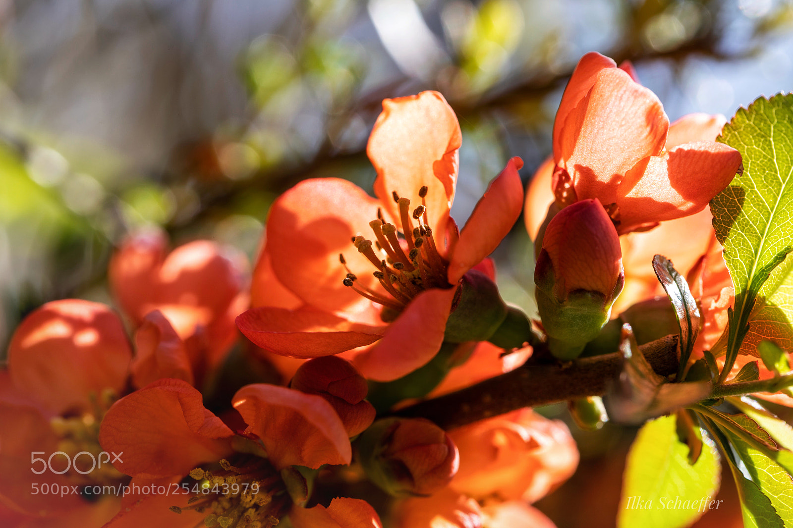 Canon EOS 5D Mark IV sample photo. In der hecke photography
