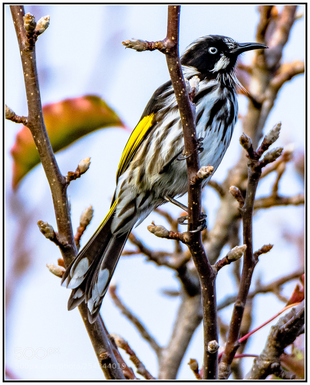 Nikon D7200 sample photo. New holland honeyeater i photography