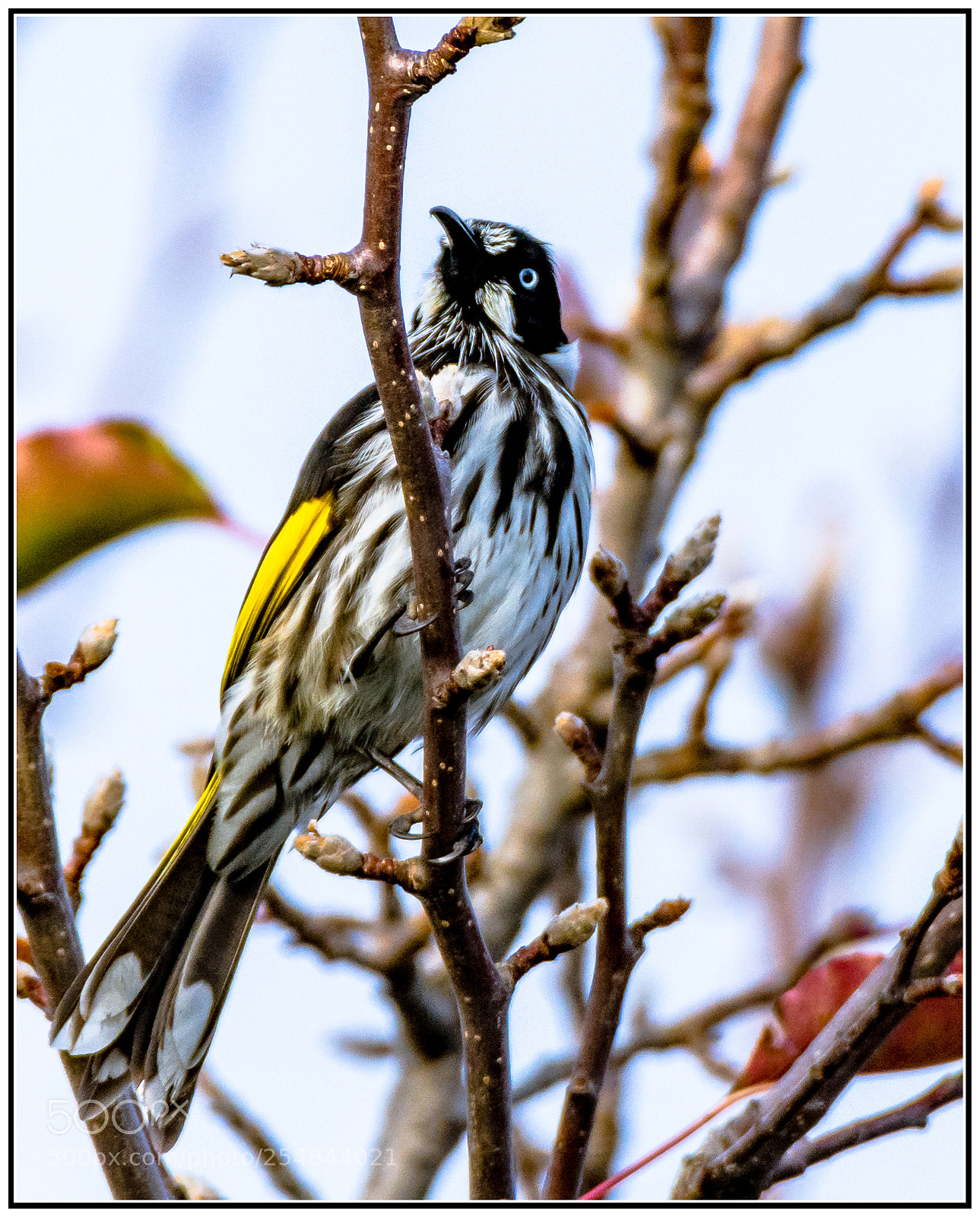 Nikon D7200 sample photo. New holland honeyeater ii photography